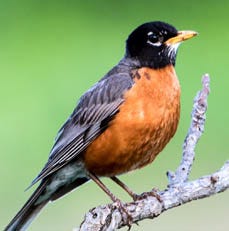 Robin Migration