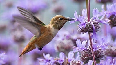 18 Facts You Never Knew About Hummingbirds