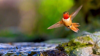 How to Help Hummingbirds Migrate