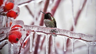 Hummingbirds in Winter 