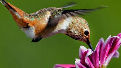 Bird Library