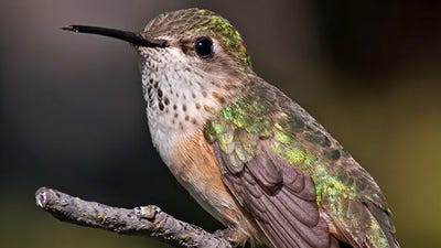 Bird Library