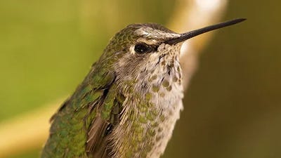 Bird Library