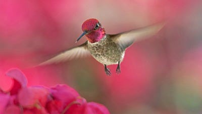 Hummingbird Migration Q&A 