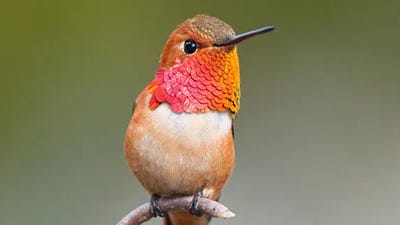 Bird Library