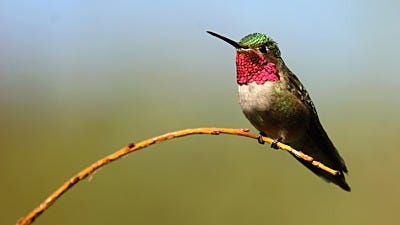 Species Spotlight: Ruby-Throated Hummingbird