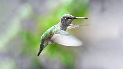 Hummingbirds Start Your Engines