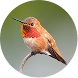 Rufous