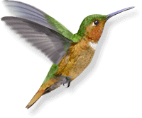 Allen's Hummingbird