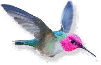 Anna's Hummingbird