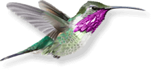 Calliope Hummingbird