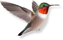 Ruby Throated Hummingbird