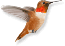 Rufouse Hummingbird