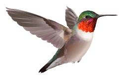 Ruby-Throated