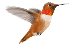 Rufous