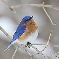 Eastern Bluebird ID