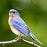 Eastern Bluebird diet