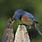 Eastern Bluebird feeding young baby