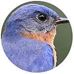 Eastern Bluebird close up