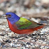 Painted Bunting ID