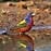 Painted Bunting water