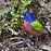 Painted Bunting rainbow