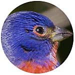 Painted Bunting close up