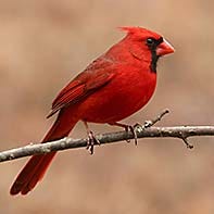 Northern Cardinal ID