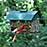 Northern Cardinal Feeder