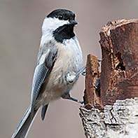 Black-Capped Chickadee ID