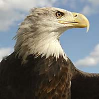 Bald Eagle cloudy sky