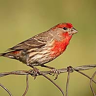 House Finch ID