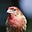 House Finch red bird