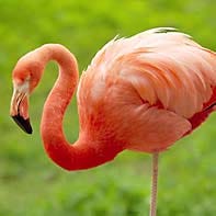 American Flamingo on one leg