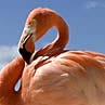 American Flamingo