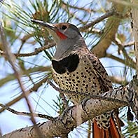 Northern Flicker ID