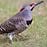 Northern Flicker diet