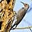 Northern Flicker woodpecker