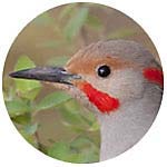 Northern Flicker close up