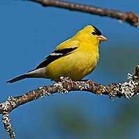 Male American Goldfinch ID