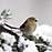 American Goldfinch winter plumage