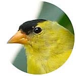 American Goldfinch close up