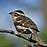 Black-Headed Grosbeak female