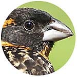 Black-headed Grosbeak close up