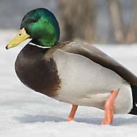 Mallard duck ID