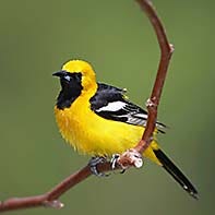 Hooded Oriole ID