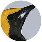 Hooded Oriole close up