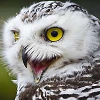 Snowy Owl Harry Potter