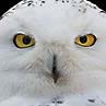 Snowy Owl