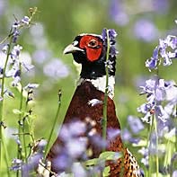 Ring-Necked Pheasant ID